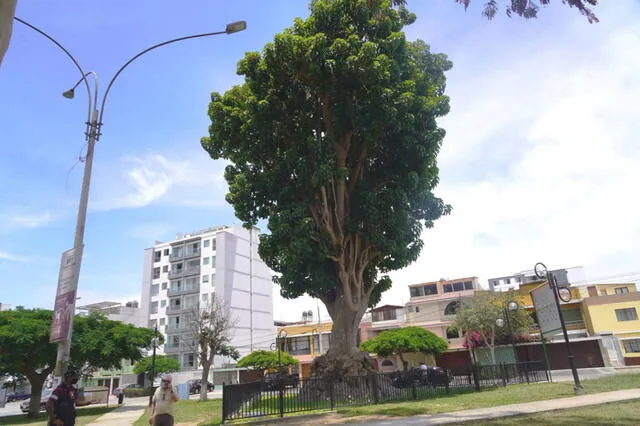 Ombú, el árbol que habría plantado don José de San Martín
