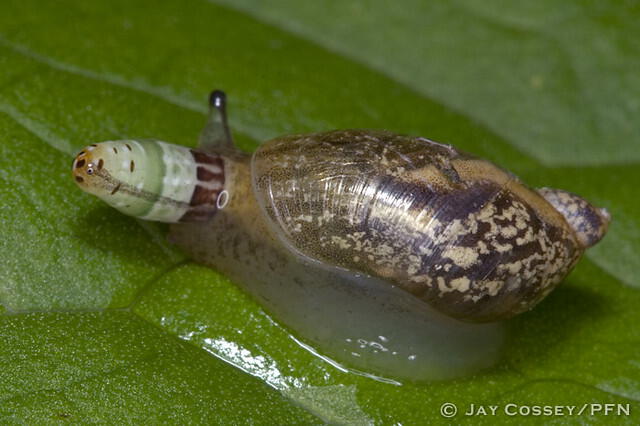 Leucochloridium paradoxum se mueve a los tentáculos oculares de los colores y comienzan a llamar la atención de las aves. Foto: Jay Cossey / PFN / Flickr