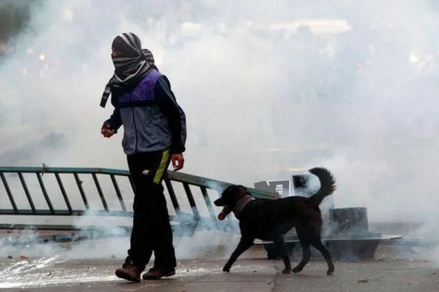 La historia del perrito callejero que se convirtió en el símbolo de una protesta en Chile