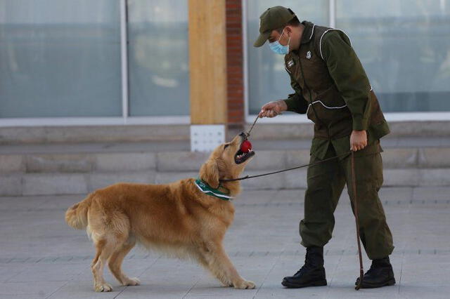 Los carabineros de Chile están adiestrando cuatro canes para una rápida detección de casos de COVID-19. (Foto: EFE)