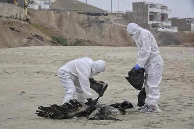 Estas son las últimas noticias sobre el brote de gripe aviar en Perú