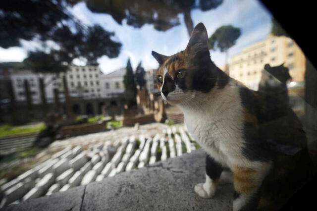 El principal huésped de toxoplasma gondii, que causa la toxoplasmosis, son los gatos domésticos y salvajes. Foto: AFP