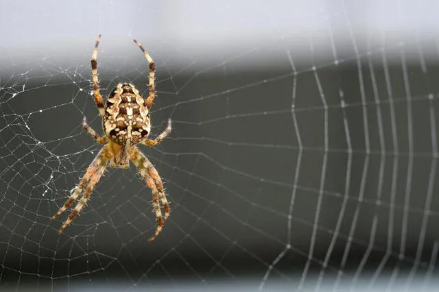 Soñar con arañas: ¿qué significa?. Foto: AFP