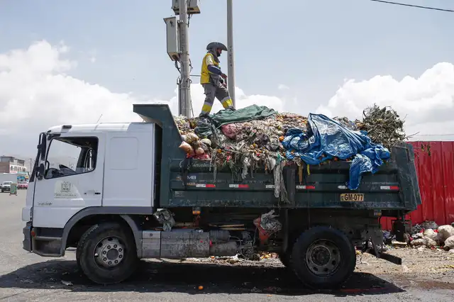 Frutas malogradas fueron echadas a la basura.