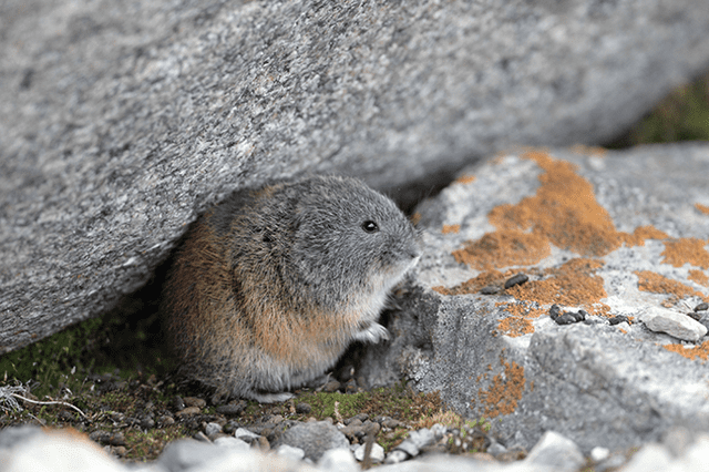 El mito de los lemmings suicidas, Ciencia