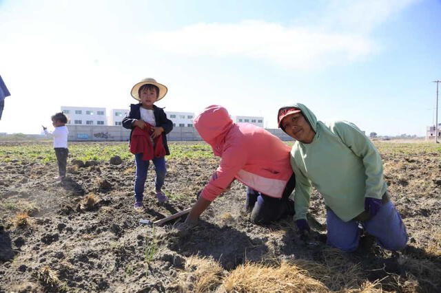 Mujeres trabajando en un campo de cilantro de Nealtican, Puebla. (Foto: Andrés Lobato)