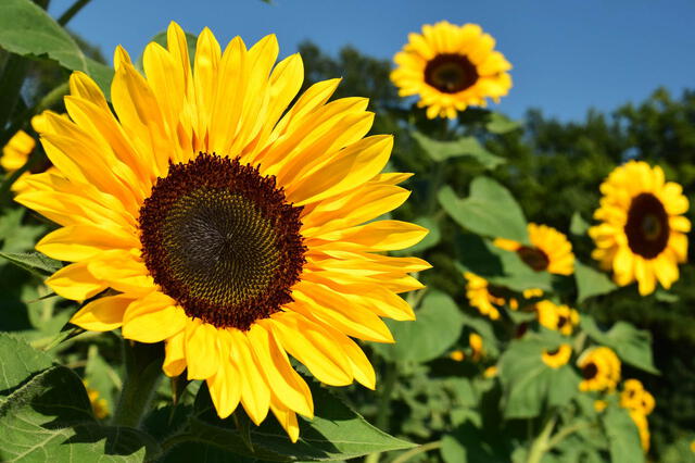  Los girasoles representan el éxito y prosperidad. Foto: platasyflores 