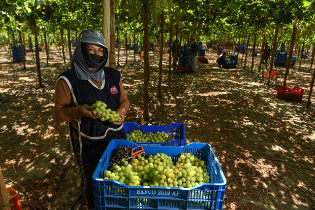 La uva es el fruto de la Vid, que está incluida en la lista. Foto: La República   