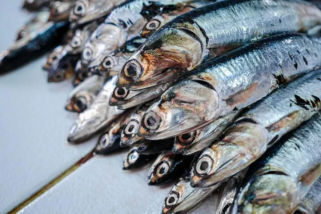  Pescar anchovetas juveniles sin restricciones, pone en peligro a la especie y la industria. Foto: difusión   