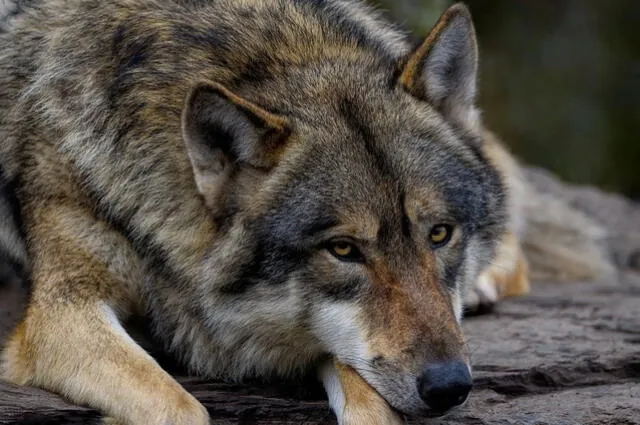 Anteriormente, se creía que todos los perros descendían del lobo gris. Foto: Pixabay   