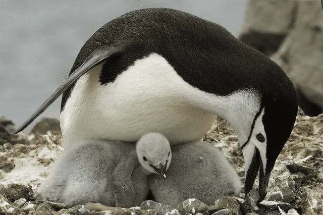  Un pingüino barbijo junto con sus crías. Foto: Oceanwide Expedition   