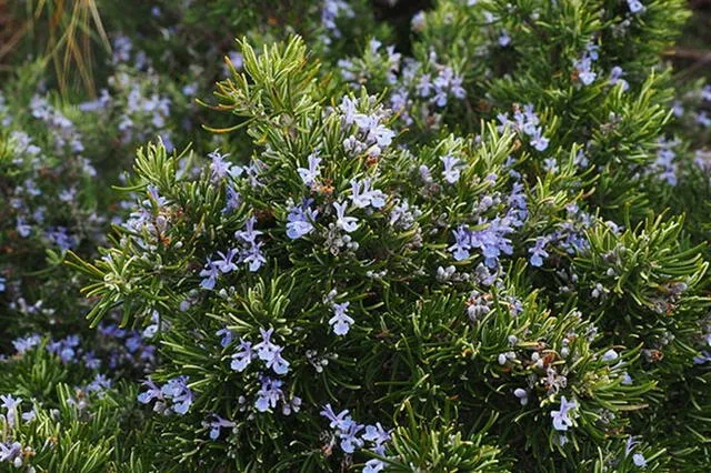 El romero se puede hallar en zonas áridas y secas. Foto: Municipalidad de Miraflores   