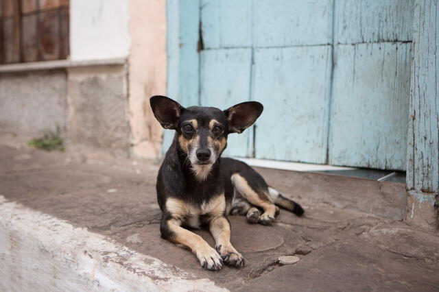 Se registran 50.000 perros abandonados anualmente en Italia. Foto: National Geographic.   