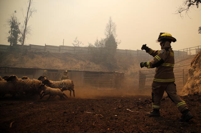 Diversas granjas han sido perjudicadas con los incendios forestales en Chile. Foto: AFP   