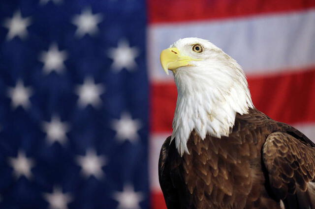  El águila calva americana | aguila usa
