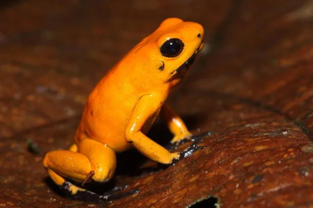 El veneno de la rana dardo provoca parálisis muscular y se estima que solo 2 a 200 microgramos del alcaloide puede ser letal para una persona. Foto: ProAves   