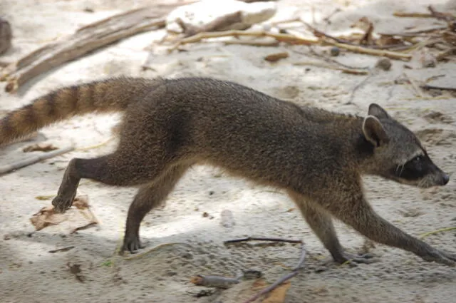 El mapache cangrejero es nativo de Latinoamérica. Foto: Steven G. Johnson 