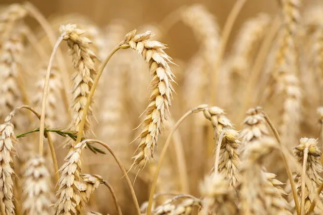  El trigo es producido mucho en Asia y Sudamérica. Foto: Agroptima<br>    