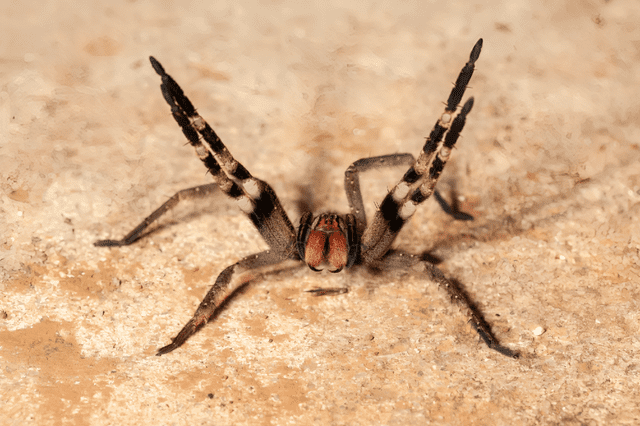 El veneno de este artrópodo es el más letal conocido y es conocida por su agresividad. Foto: National Geographic   