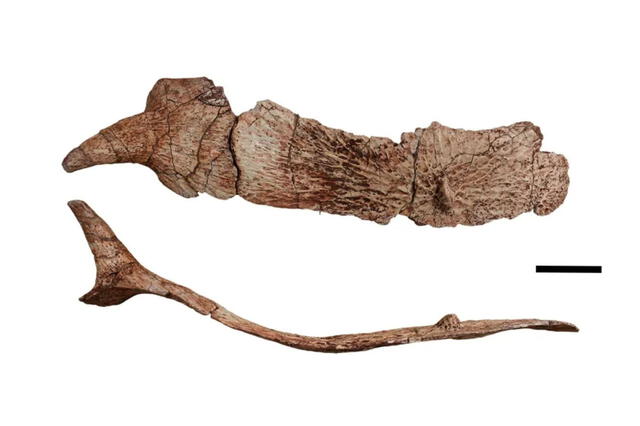  Partes de los restos fósiles de la nueva especie de etosaurio. Foto: La Nación.   