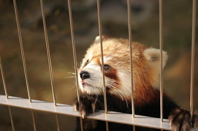  El cierre de los zoológicos en Costa Rica reaviva el debate sobre la ética del cautiverio animal y el papel de los zoológicos en la conservación y el estudio de la fauna. Foto: Ecolnventos<br><br>    