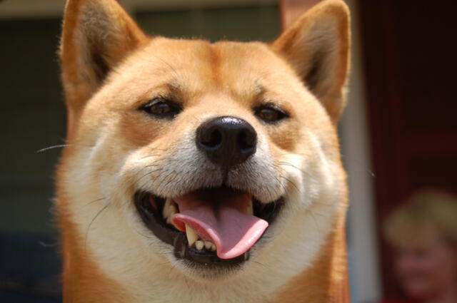 Los shiba inu son considerados perros que no requieren tanta atención constante. Foto: brb4021/Flickr    
