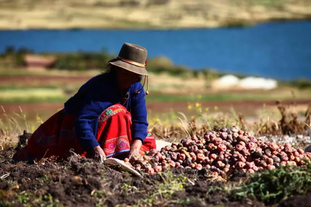 Este es el resultado de años de investigación y colaboración entre científicos y agricultores. Foto: ANDINA.   