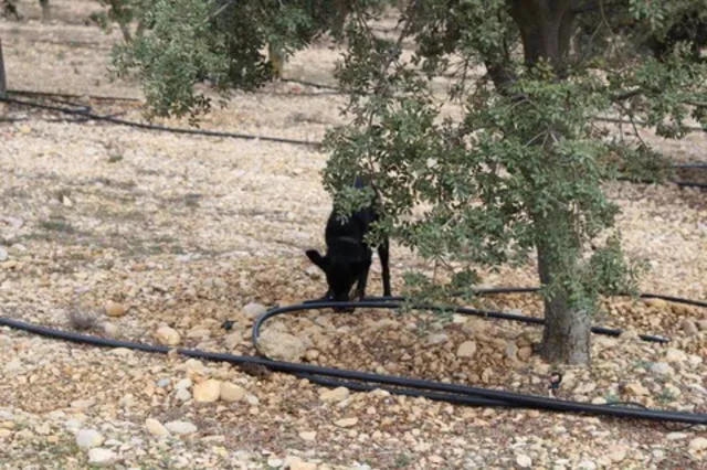 La recolección de estas trufas se hace tradicionalmente con la ayuda de perros o cerdos entrenados para detectar su olor bajo tierra. Foto: Laumont.   