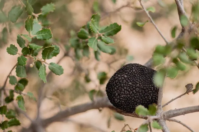 La trufa negra es considerada el 'diamante de la cocina' debido a su rareza y su capacidad única para enriquecer los sabores de cualquier plato. Foto: Trufalia.   