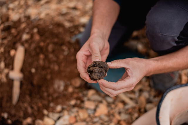 Estas áreas ofrecen el ambiente idóneo para el cultivo de trufas, posicionando a Argentina en el mercado de trufas en Sudamérica. Foto: Trufalia.   