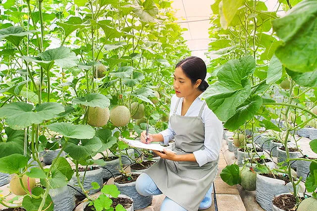 Los melones Yubari King se cultivan bajo estrictos estándares de calidad, y cada uno es envuelto individualmente para protegerlo durante su crecimiento. Foto: Web Japan   