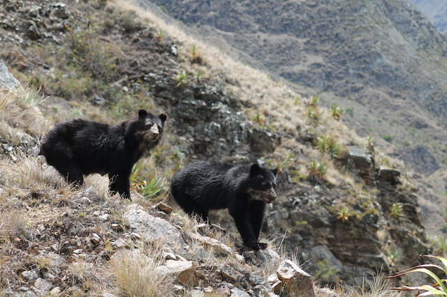  El oso de anteojos es considerado un arquitecto del bosque. Foto: Sernanp   