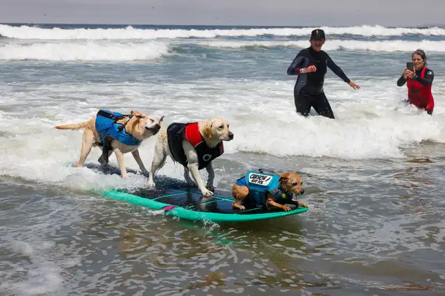  Una de las asistentes al evento contó que la palaya se convierte en el "lugar más feliz de la tierra" cuando compiten los perritos. Foto: @YOSHIFOTO    