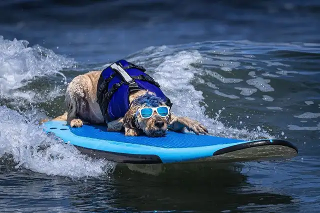  Una de las macotas ovacionadas en la competencia fue Derby California, su tranquilidad para sortear las olas sorprendió a los asistentes. Foto: @derbycalifornia  