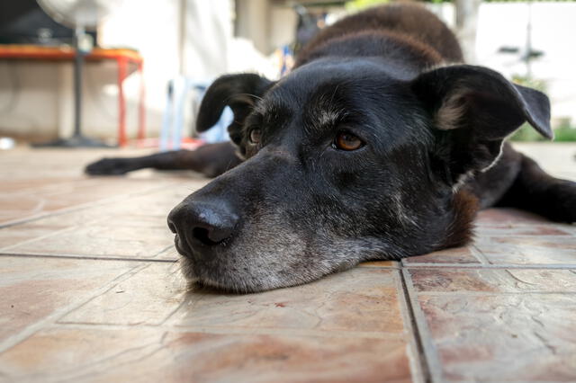  Los efectos de pesimismo en las mascotas puede degenerar en enfermedades crónicas. Foto: Freepik   