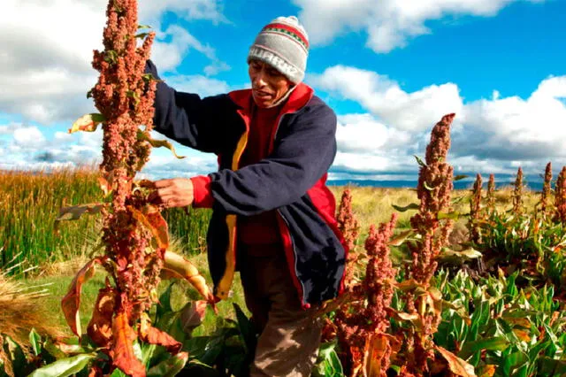 Su nombre en quechua, "quinoa", significa "grano madre", lo que refleja su importancia en la alimentación de las culturas andinas. Foto: La Razón   