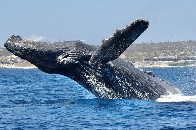  Las ballenas jorobadas son conocidas por sus espectaculares saltos y sus complejas canciones. Foto: Emilio Figueras / Flickr   