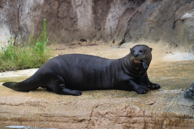  La nutria gigante en peligro por sobrepesca y contaminación. Foto: Pixabay   