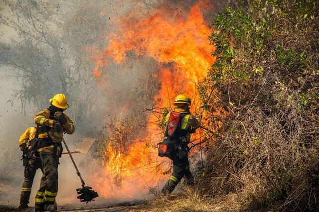  Los bosques albergan ecosistemas únicos, capturan emisiones de carbono, retienen agua y evitan inundaciones. Foto: Bomberos Quito   