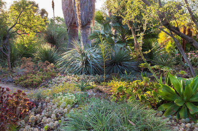  El jardín ofrece un ambiente sereno y educativo para aprender sobre la jardinería sostenible. Foto: Ruth Bancroft Garden   