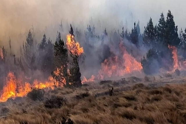  Incendio forestal afecta centro poblado de Uyurpampa. Foto: Andina   