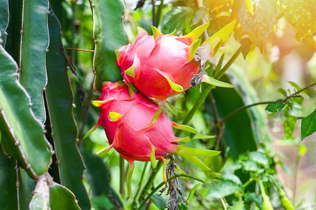 Pitahaya | pitaya | Exportación | Pitires | selva | Amazonía | Amazonía peruana | Perú