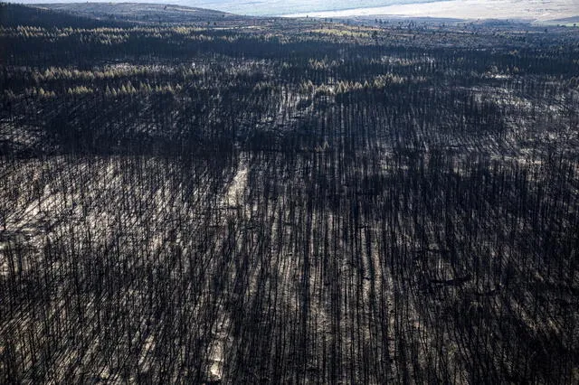 Argentina enfrenta un desafío significativo con la deforestación, especialmente en la región del Gran Chaco, una de las áreas más biodiversas del país. Foto: Greenpeace-Argentina   