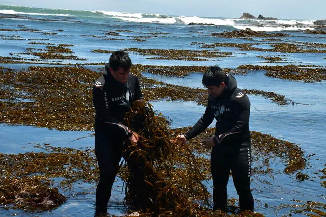  La propuesta del biofertilizante genera beneficios para cientos de pescadores artesanales. Foto: Universidad Científica del Sur   