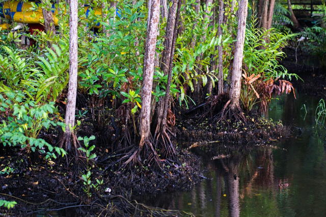 Los fondos se destinarán a iniciativas como la agricultura regenerativa, la reforestación de manglares y la producción sostenible de agua dulce y marina. Foto: Observatorio de Bosques de Antioquia   