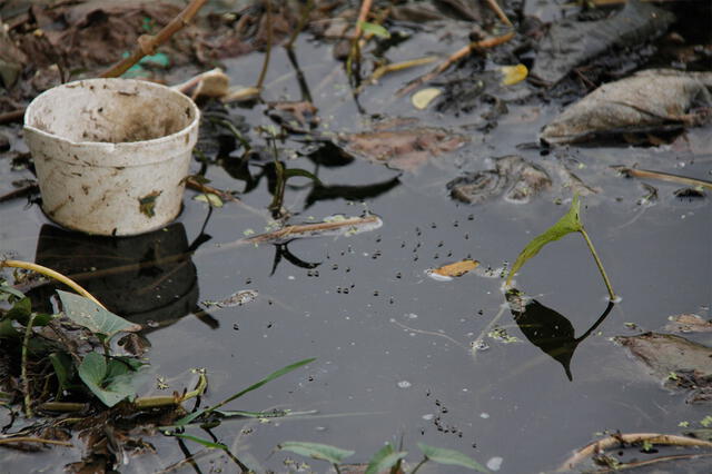  Se recomienda eliminar agua estancada en hogares y objetos exteriores para reducir criaderos de mosquitos. Foto: Difusión   