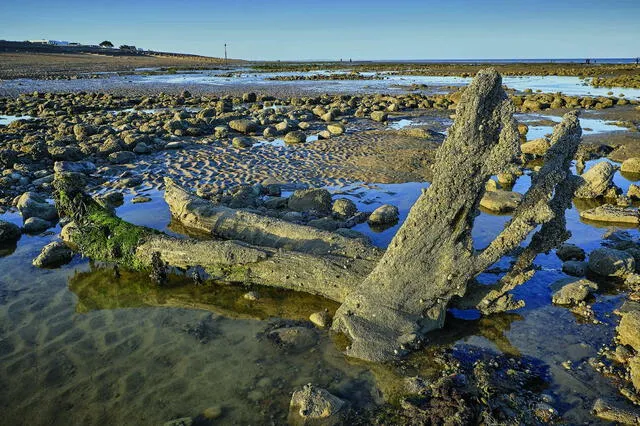  Un tocón de árbol de un antiguo bosque sumergido hace 6 mil años emerge de una playa durante la marea baja en Pett Level, Inglaterra. Foto: Archaeology.org   