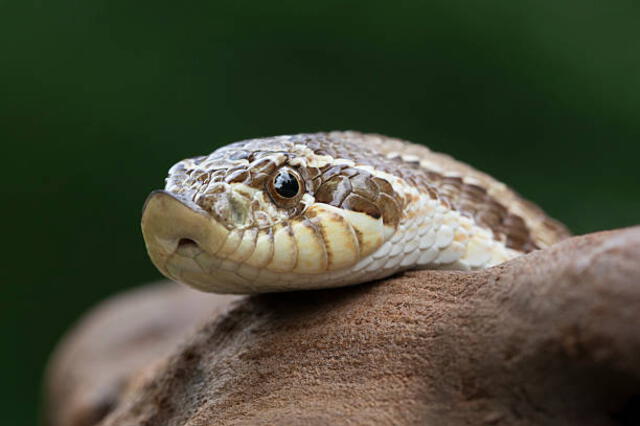 Un especialista en fauna silvestre fue contactado para su correcta liberación. Foto: IStock   