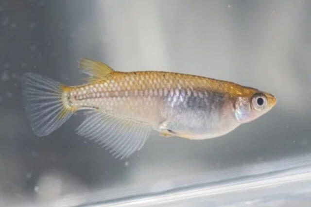  Estos hallazgos ofrecen una visión más profunda de las dinámicas de la selección sexual y las estrategias reproductivas en los peces medaka. Foto: Medakas   
