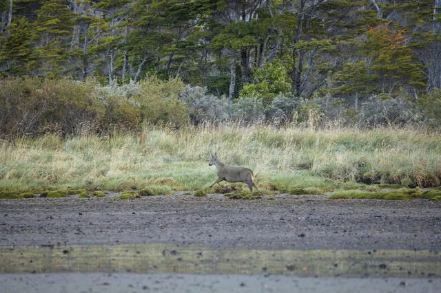 Estos animales funcionan como arquitectos del paisaje, ya que influyen directamente en el crecimiento de vegetación que absorbe dióxido de carbono. Foto: Diego Nahuel/Rewilding Chile.   